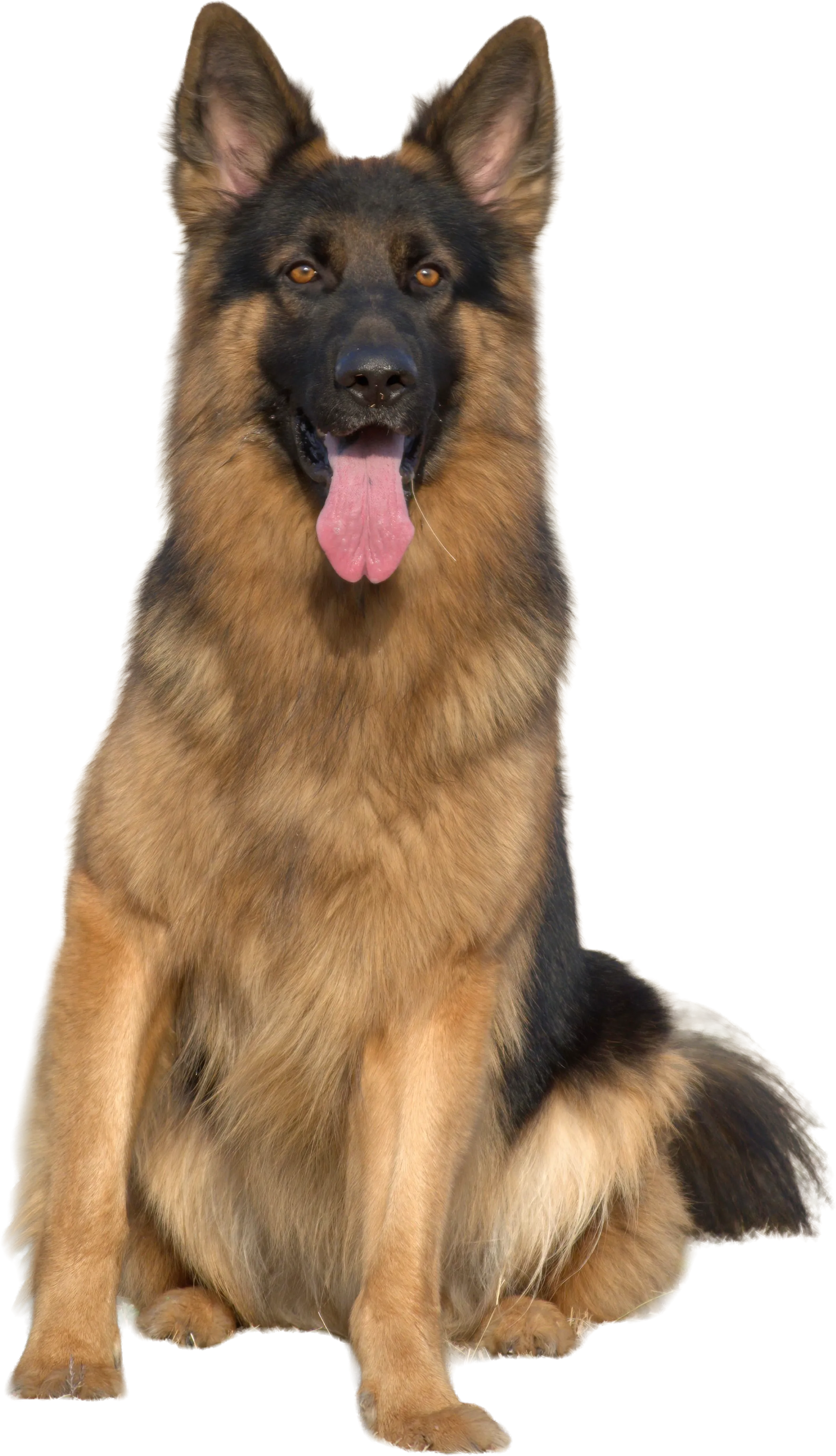 Large dog pricing illustration