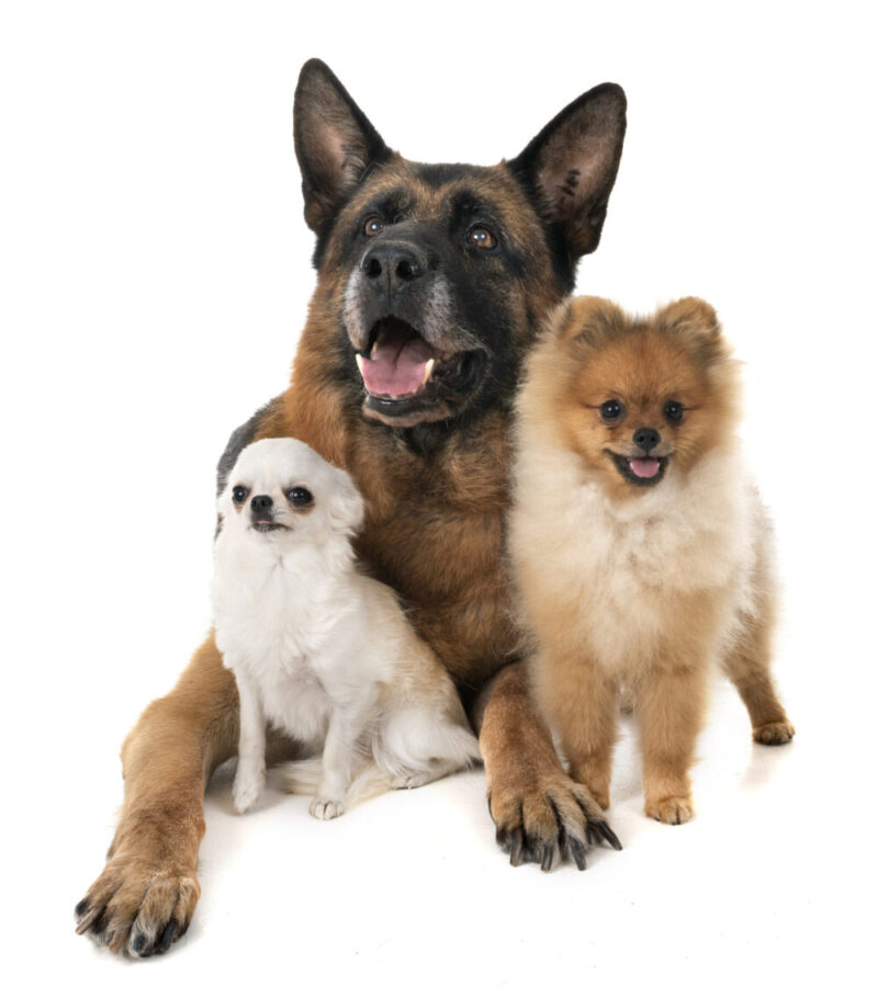 cozy-dogs.jpg