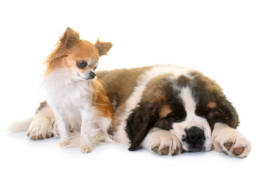 cozy-puppy.jpg