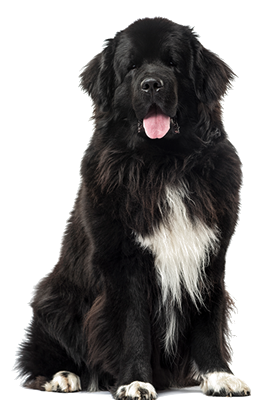 newfoundland3.png