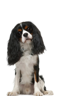 spaniel1000.png